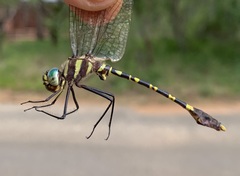 Phyllomacromia picta