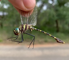 Phyllomacromia picta