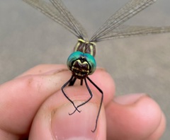 Phyllomacromia picta