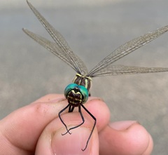 Phyllomacromia picta