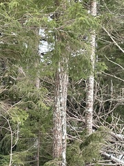 Tsuga canadensis