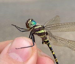 Phyllomacromia picta