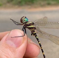 Phyllomacromia picta