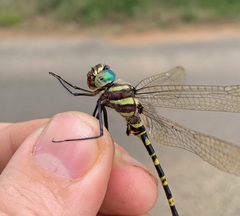 Phyllomacromia picta