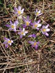Crocus tommasinianus