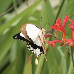 Papilio dardanus