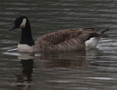Branta canadensis