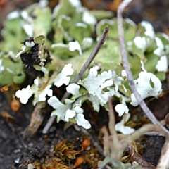 Cladonia foliacea