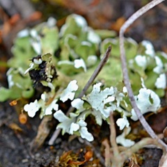 Cladonia foliacea