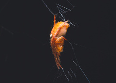 Alenatea