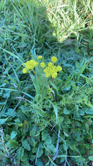 Lomatium utriculatum