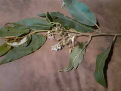 Solanum variabile