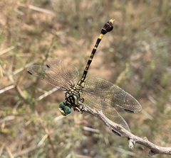 Paragomphus sabicus