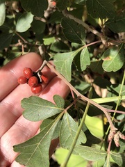 Rhus aromatica aromatica