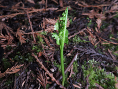 Botrychium crenulatum