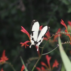 Papilio dardanus