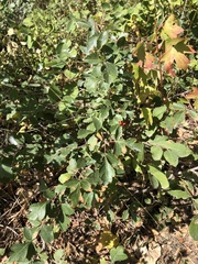 Rhus aromatica aromatica