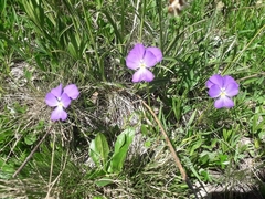 Viola calcarata