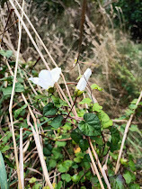 Calystegia tuguriorum