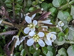 Cardamine hirsuta