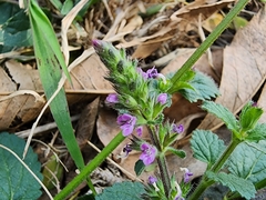 Stachys agraria