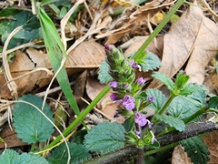 Stachys agraria