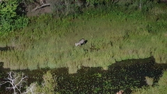 Kobus ellipsiprymnus