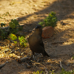 Molothrus bonariensis