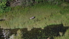 Kobus ellipsiprymnus