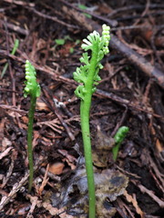 Botrychium crenulatum
