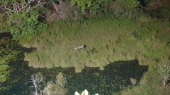 Kobus ellipsiprymnus