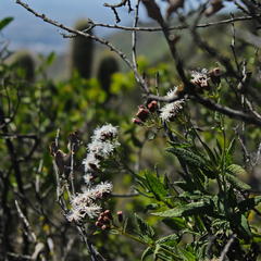 Aristeguietia salvia