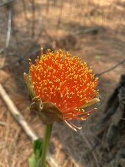 Scadoxus