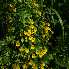 Tropaeolum brachyceras