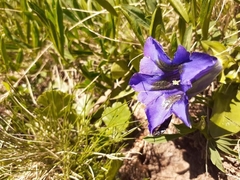 Gentiana acaulis