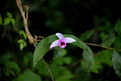 Sobralia decora