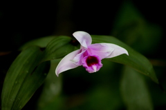 Sobralia decora