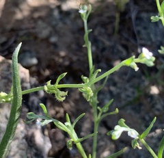 Pectocarya recurvata