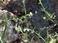 Pectocarya recurvata