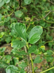 Pavetta gardeniifolia