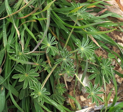 Lupinus palaestinus