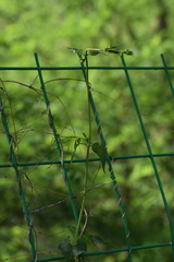 Cynanchum wilfordii