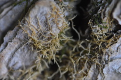 Venturiella sinensis
