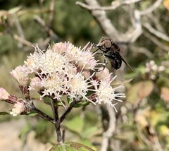 Ageratina glabrata