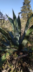 Agave salmiana