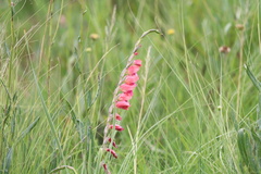 Gladiolus crassifolius