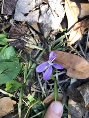 Viola septemloba
