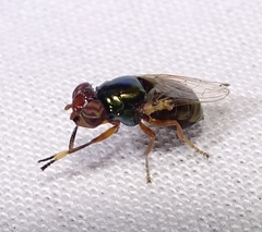 Physiphora clausa