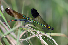 Calopteryx aequabilis