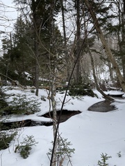Acer pensylvanicum